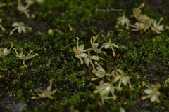 Zanthoxylum rhetsa